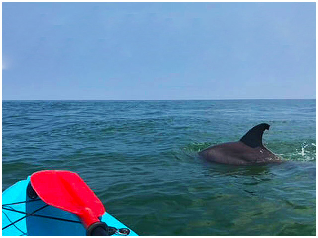 Dolphin Tours - GoKayak! Paddle with a Porpoise! Virginia Beach