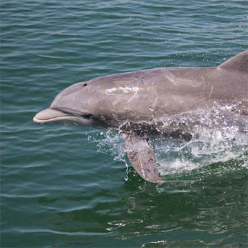 dolphin tour virginia beach aquarium