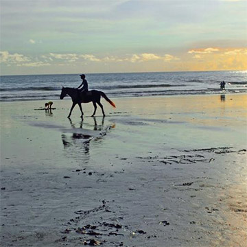 Virginia Beach OBX Horseback Sunset Rides