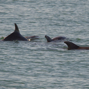 Spotting Atlantic Bottlenose Dolphins, Visit Virginia Beach, VA