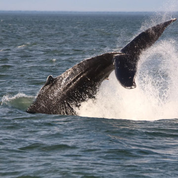 Rudee Tours Whale Watching Excursion - Virginia Beach, Rudee Tours